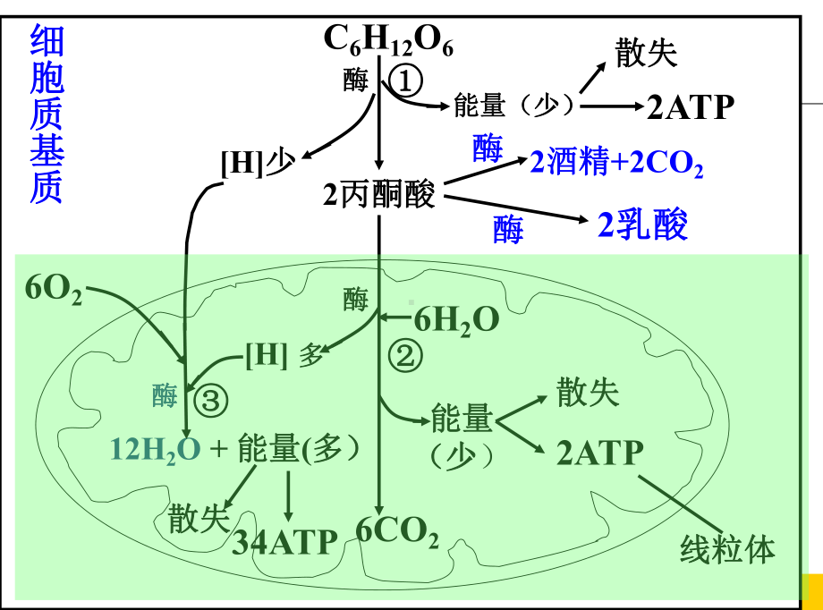 光合作用课-课件.ppt_第1页