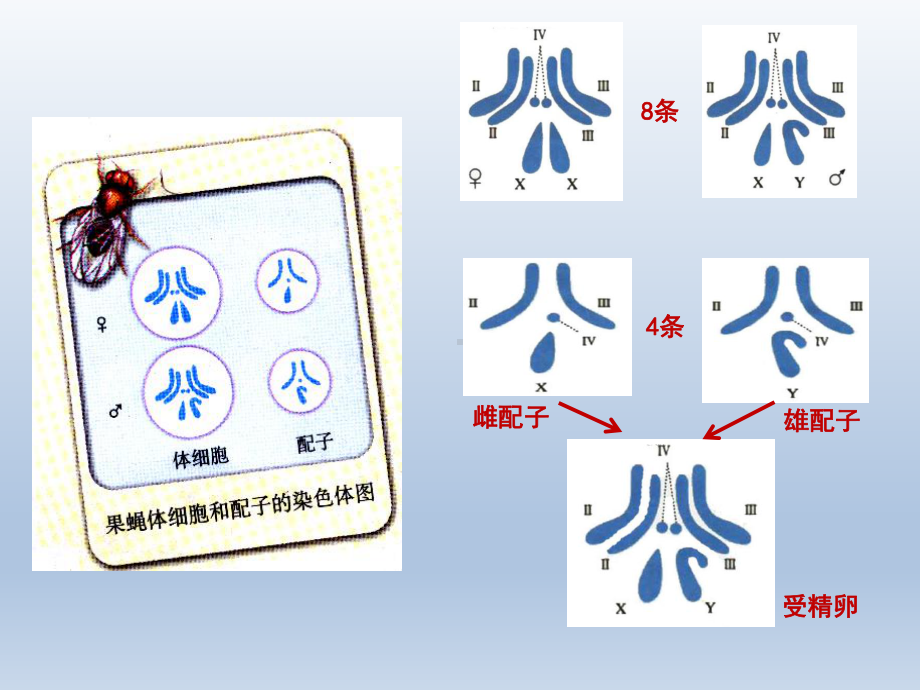 减数分裂与受精作用课件.pptx_第2页