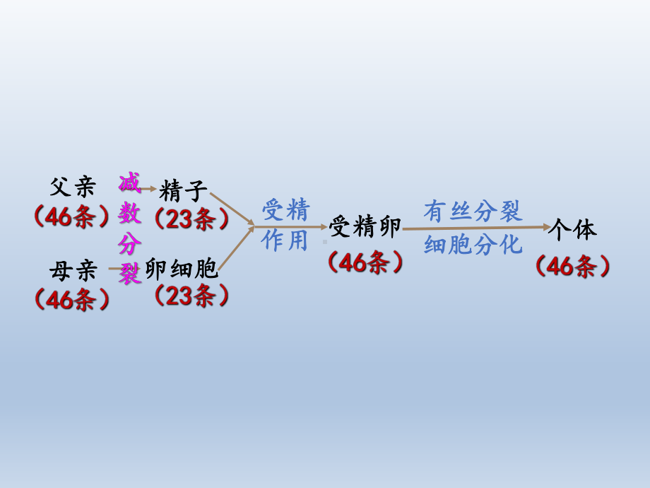 减数分裂与受精作用课件.pptx_第3页