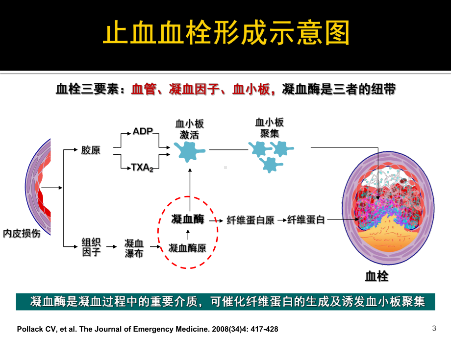 凝血机制与抗凝治疗课件.ppt_第3页