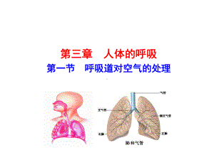 初中生物人教版呼吸道对空气的处理-课件1.ppt