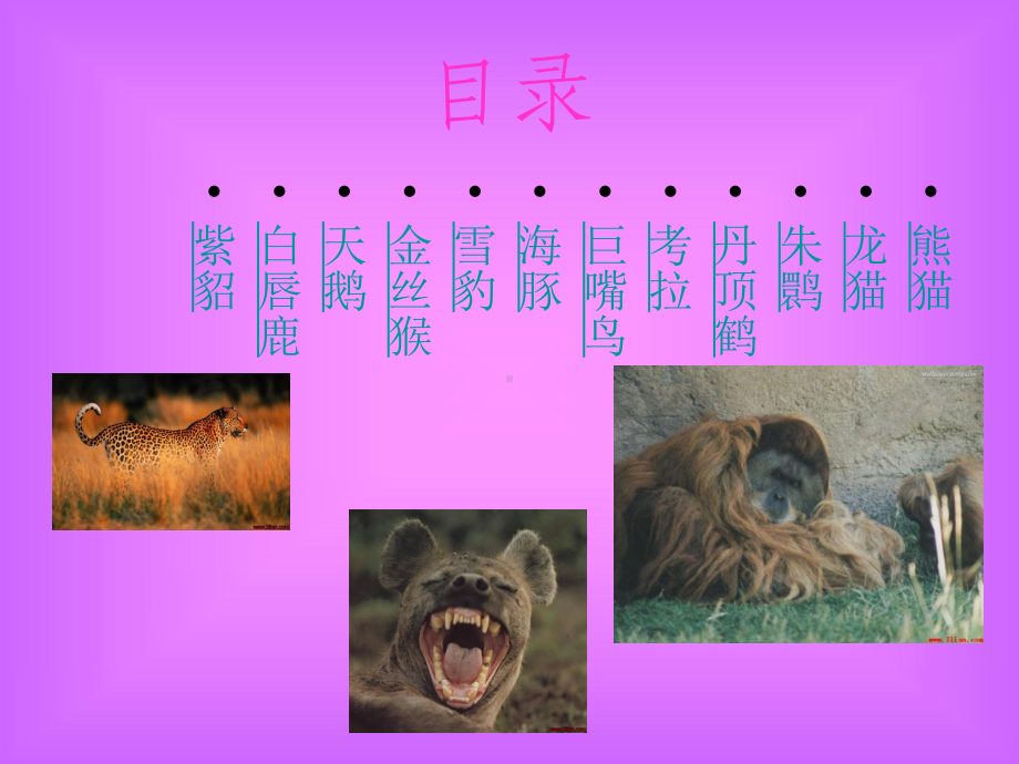 动物世界汇总课件.ppt_第2页