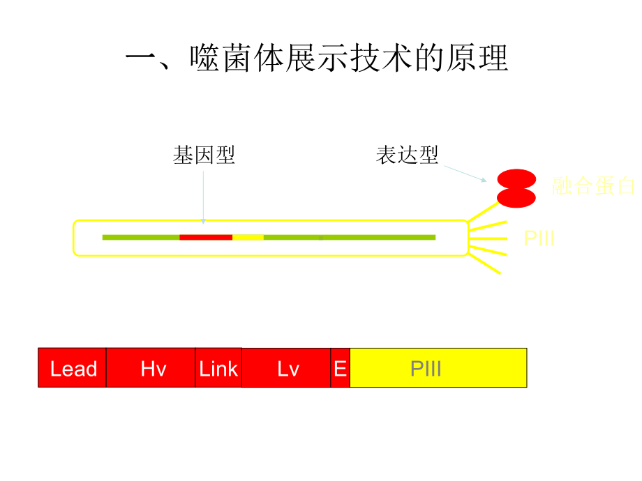 噬菌体展示技术的原理及应用课件.ppt_第2页