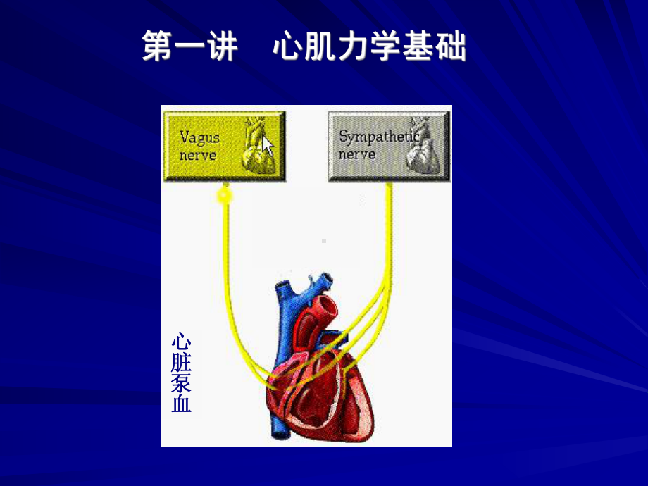 心肌力学医学课件.ppt_第3页