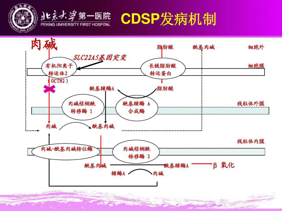 全身型原发性肉碱缺陷共76张课件.ppt_第3页