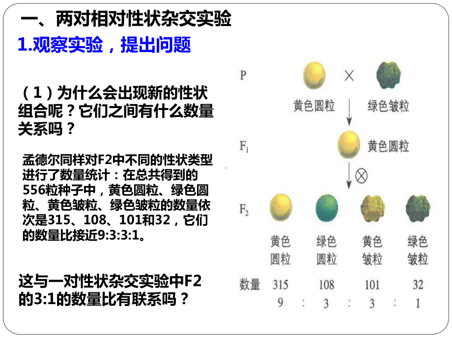 孟德尔的豌豆杂交实验二教学课件.pptx_第3页