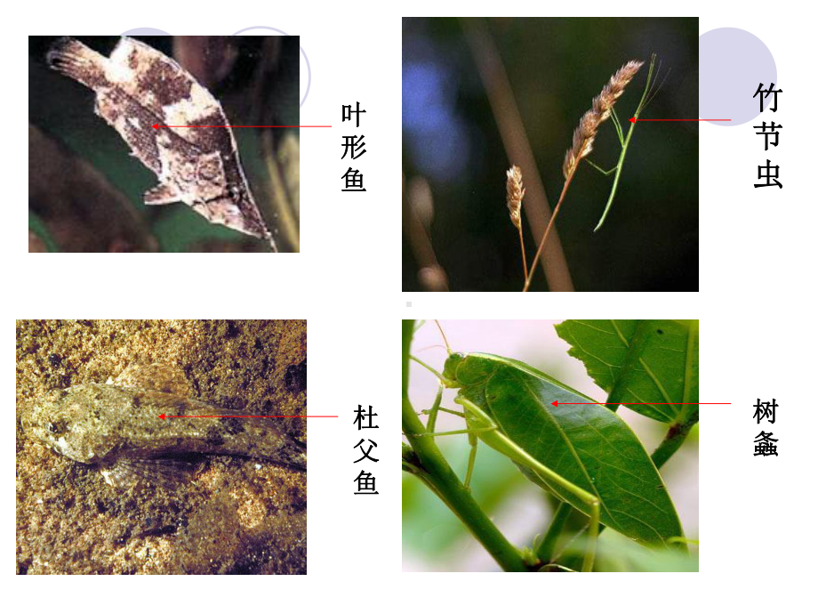 小学科学（苏教版）有利于生存的本领公开课课件1.pptx_第2页