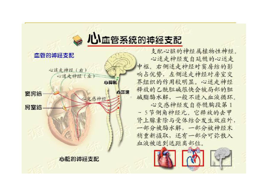 心血管活动神经体液调节实验报告共27张课件.ppt_第3页