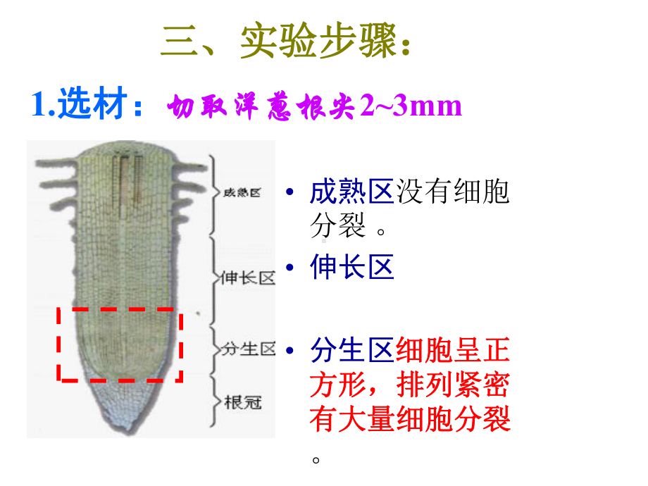 实验-观察根尖分生区细胞有丝分裂课件.ppt_第3页