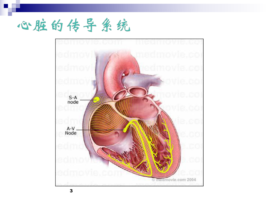 心电图基本阅读课件.ppt_第3页