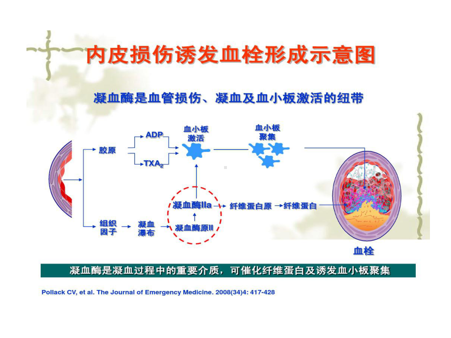 凝血机制与抗凝药物新视点22张课件.ppt_第3页