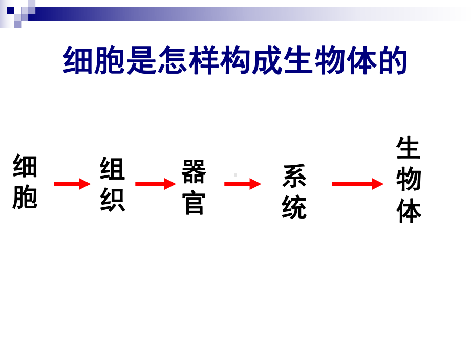 动物体的基本结构和原‘生动物课件.ppt_第2页