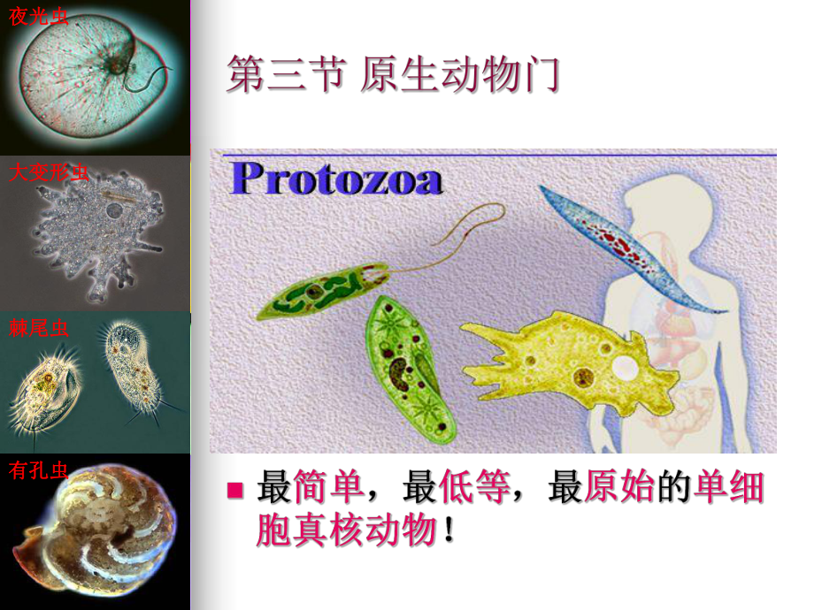 原生动物门课件.ppt_第1页