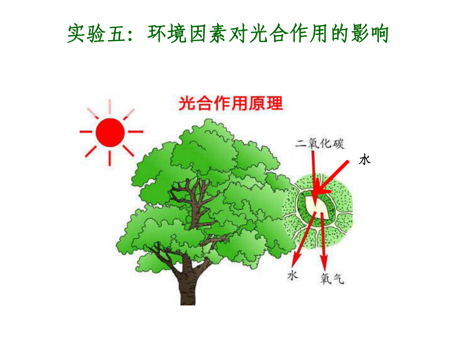 实验五探究环境因素对光合作用的影响-2课件.ppt_第2页