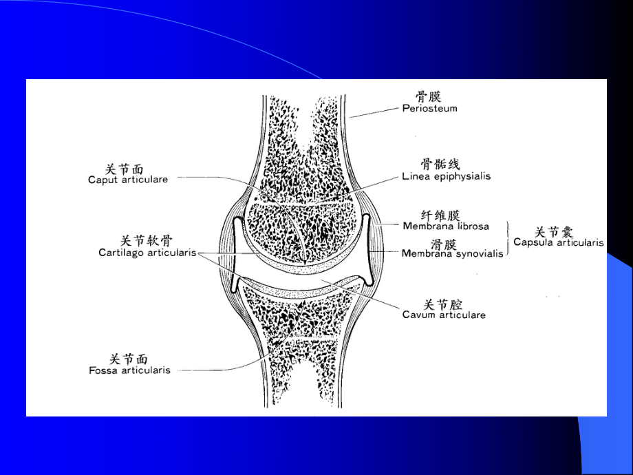 关节松动术-精华版课件.ppt_第2页