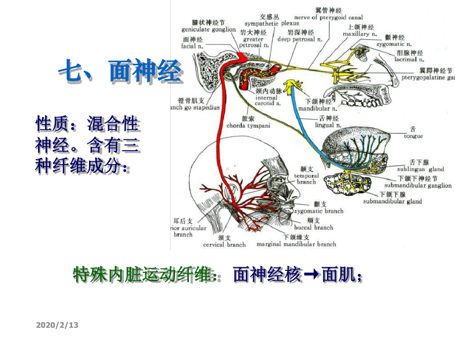 周围神经系统三课件.ppt_第2页