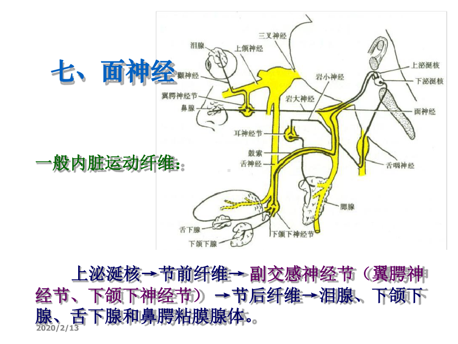 周围神经系统三课件.ppt_第3页