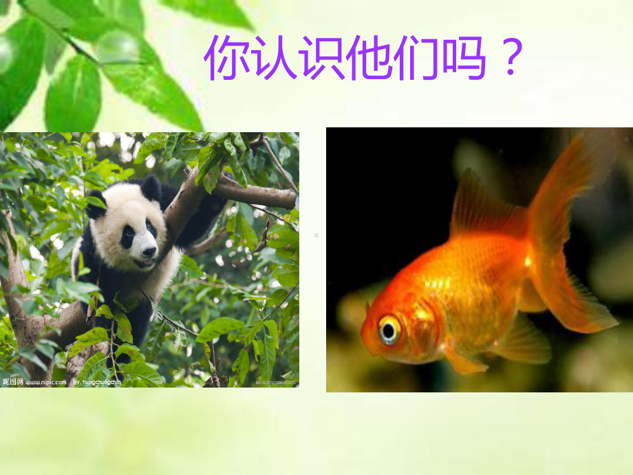 形形色色的生物(11)初中生物课件.ppt_第2页