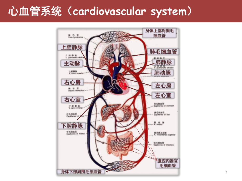 心脏标志物及临床应用课件.ppt_第2页