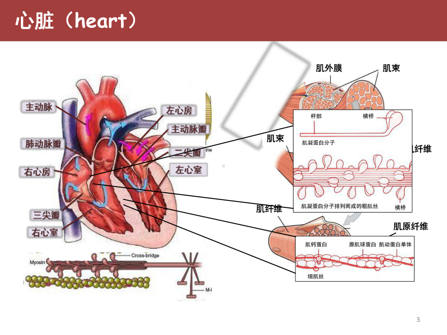 心脏标志物及临床应用课件.ppt_第3页