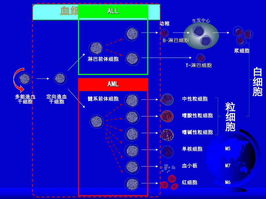 急性白血病诊疗课件.ppt_第2页