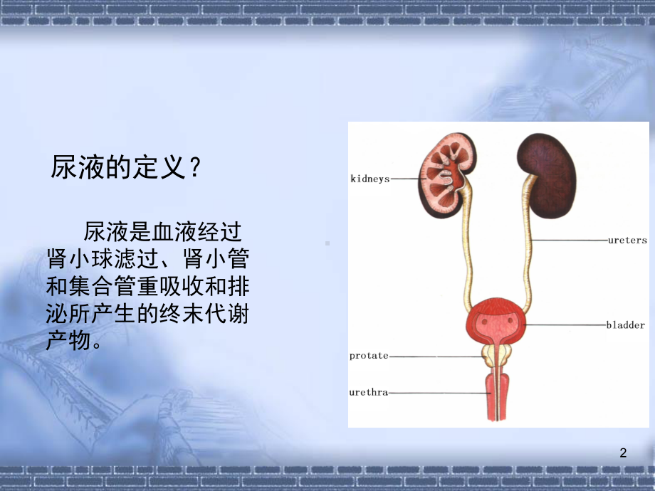 尿液检查和肾功能检查课件.ppt_第2页