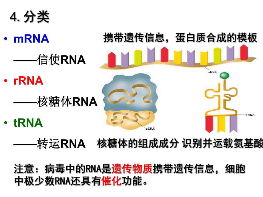 基因的表达(一轮复习)课件.ppt_第3页