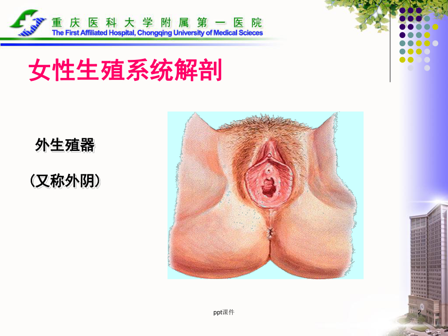 常见宫颈疾病的预防和护理-课件.ppt_第2页