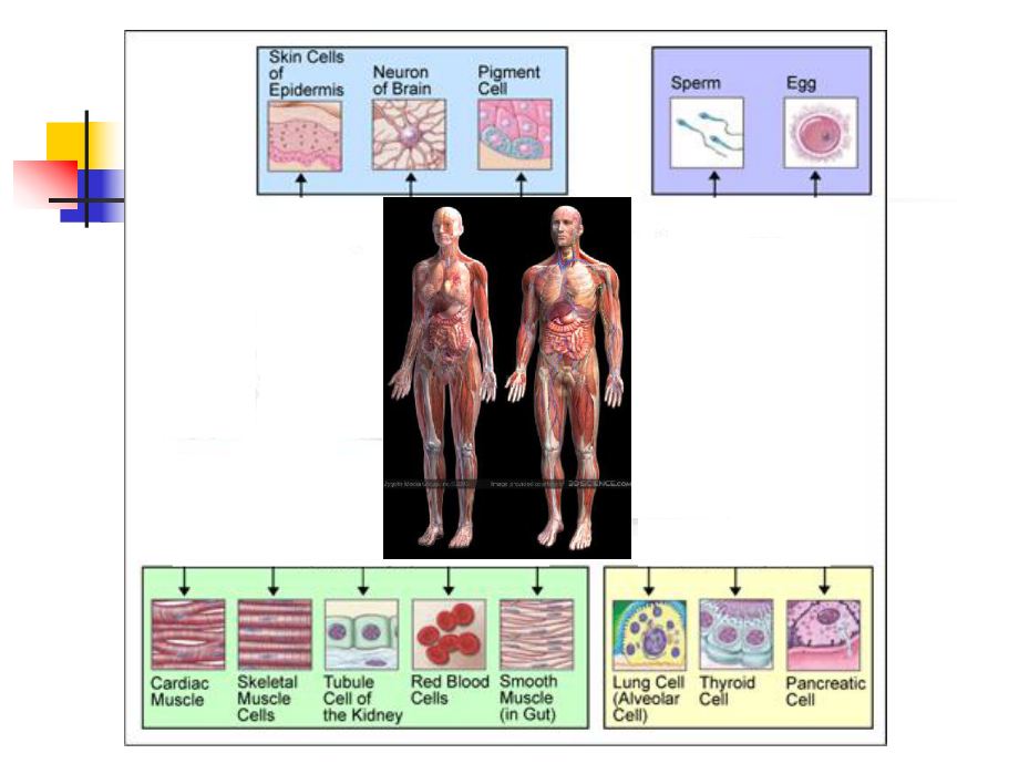 医学细胞生物学9细胞分化课件.ppt_第3页