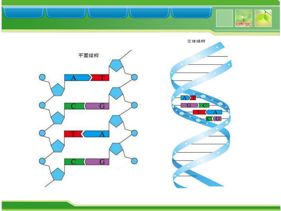 必修DNA的复制模板课件.ppt_第1页