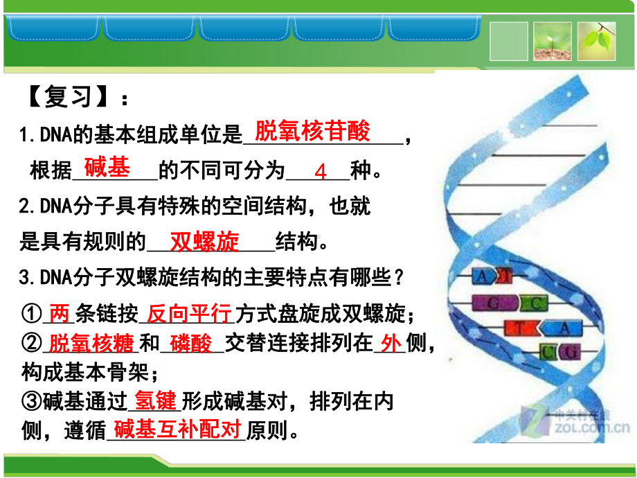 必修DNA的复制模板课件.ppt_第2页