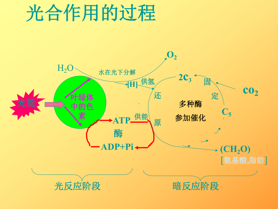 光合作用(二)课件.ppt_第3页