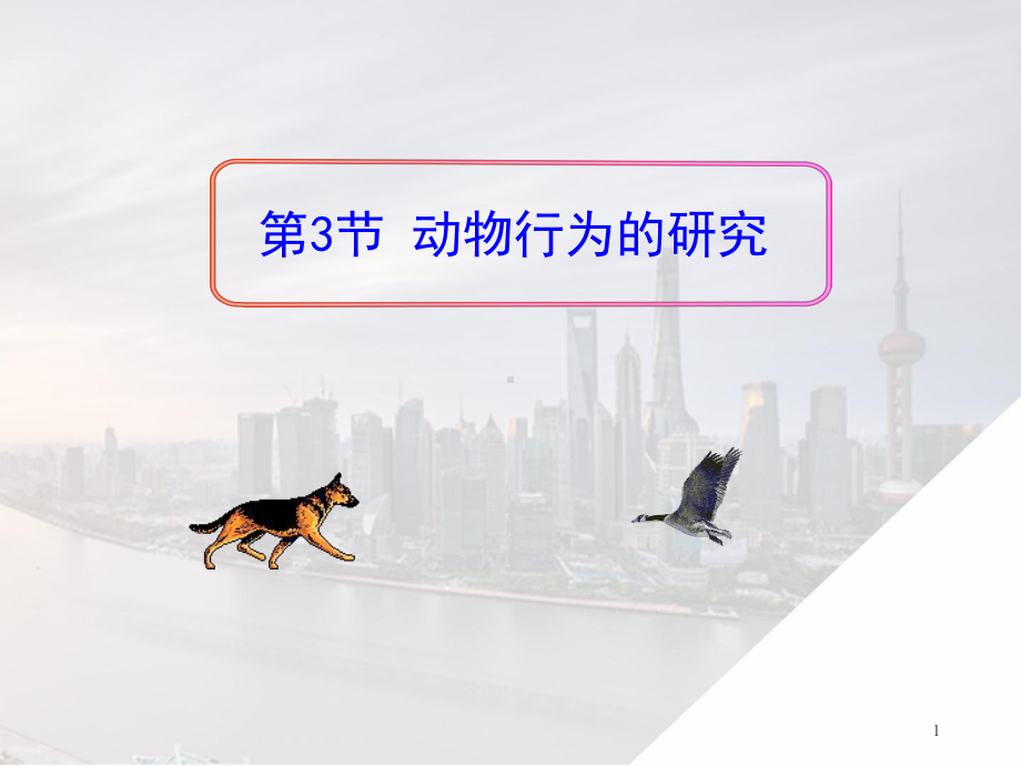 动物行为的研究教学课件.ppt_第1页