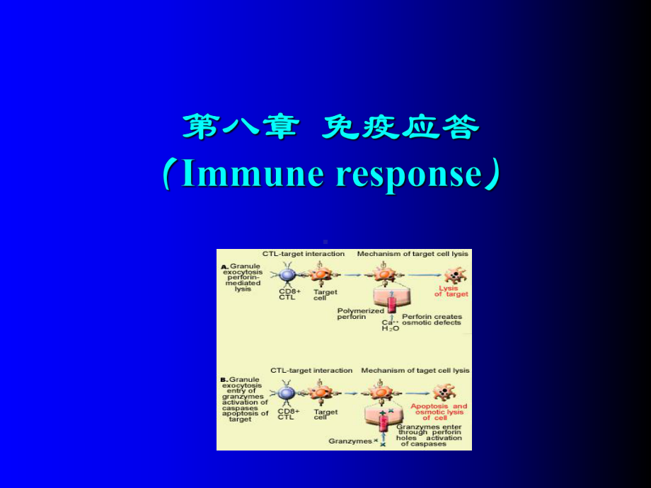 八章免疫应答课件.ppt_第1页