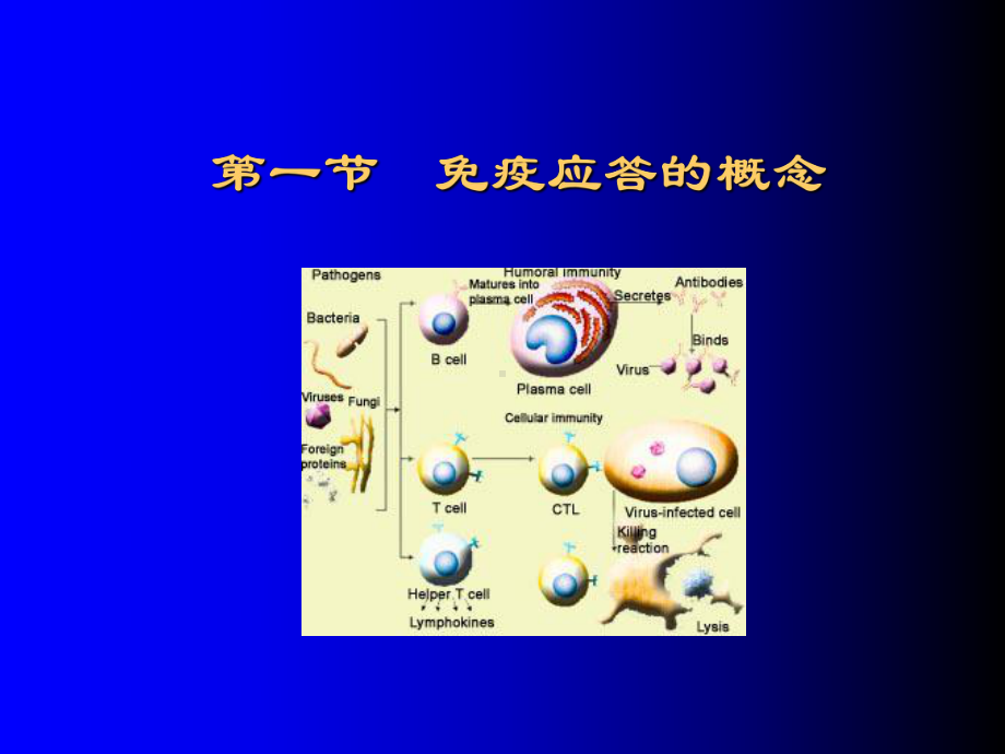 八章免疫应答课件.ppt_第3页