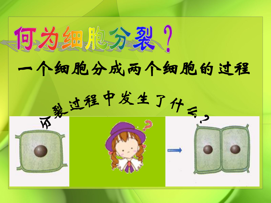 分裂和分化课件.ppt_第2页