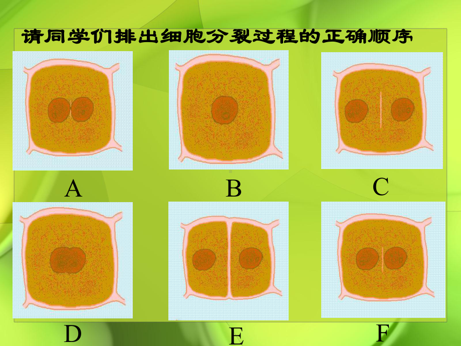 分裂和分化课件.ppt_第3页