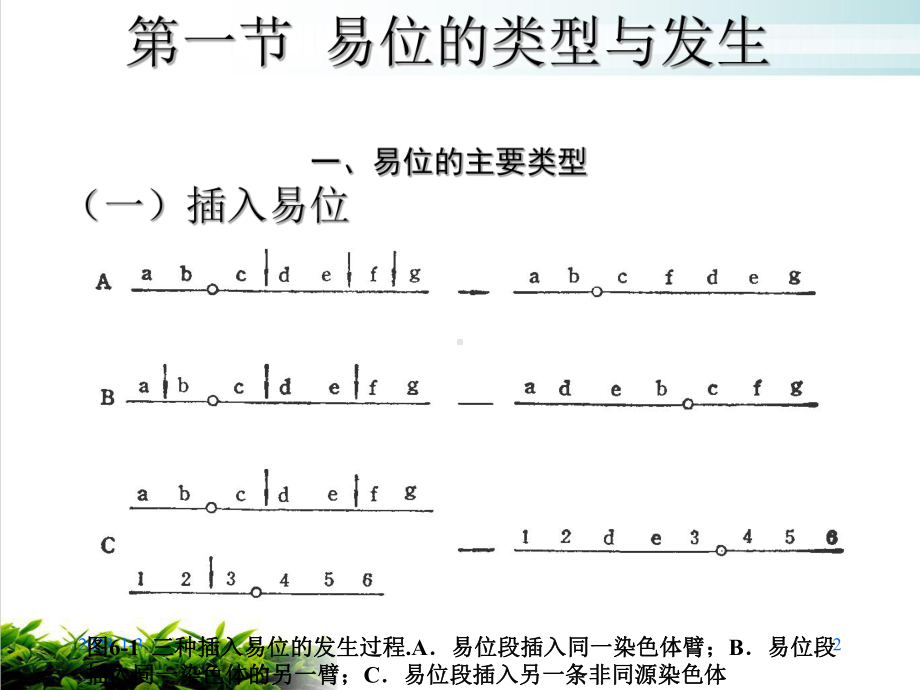 六章染色体易位参考课件.ppt_第2页