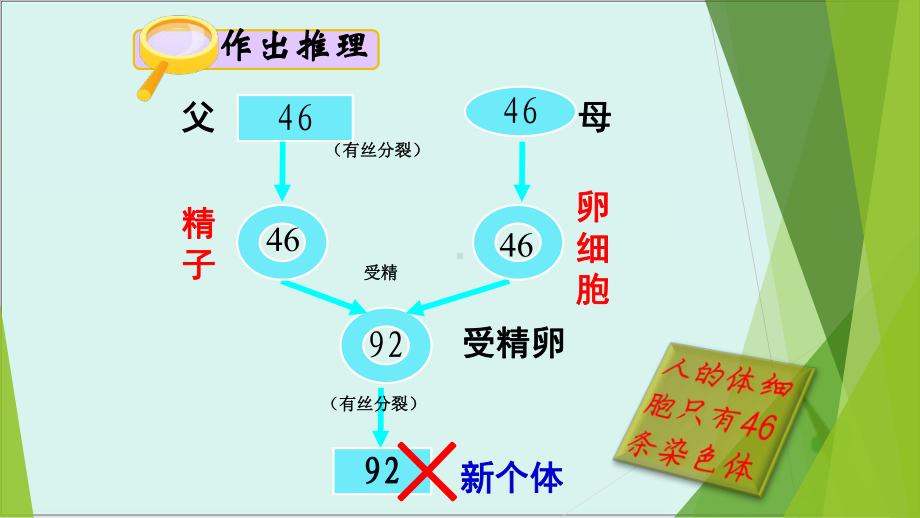 减数分裂一(精子形成)课件.pptx_第2页