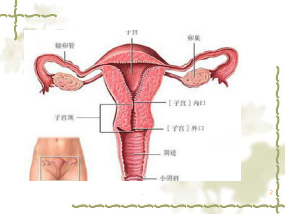 女性盆腔病变诊断课件.ppt_第2页