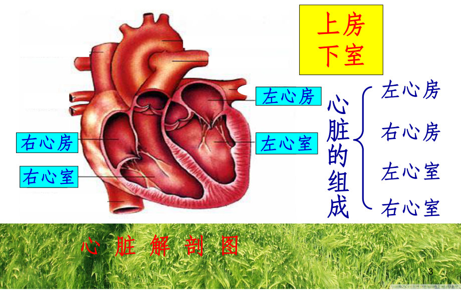 先心病的护理课件.ppt_第3页