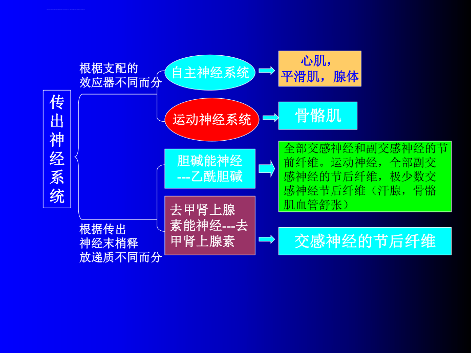 基础医学传出神经系统药理概论课件.ppt_第3页