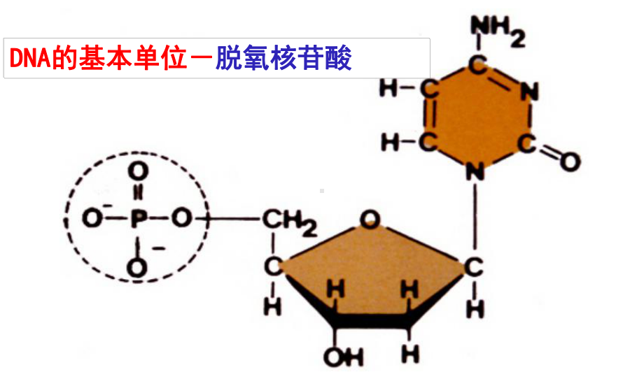 多聚酶链式反应扩增DNA片段-总结课件.ppt_第3页