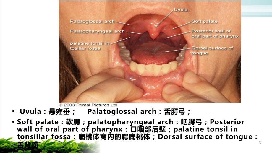 吞咽的电刺激治疗培训课件.pptx_第3页