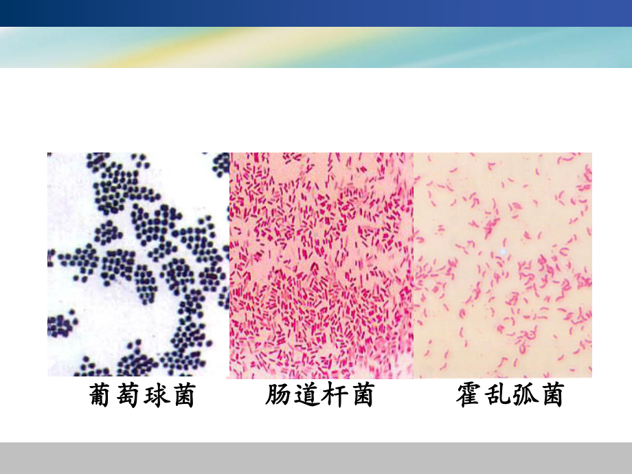 医学实验课复习课件.ppt_第1页