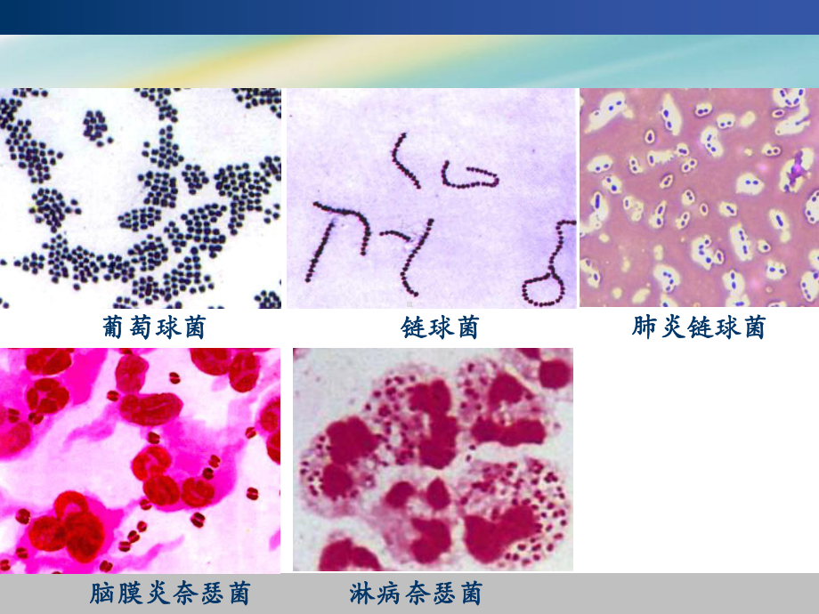 医学实验课复习课件.ppt_第3页