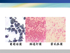 医学实验课复习课件.ppt