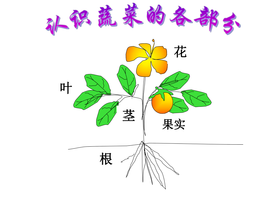 好吃的蔬菜课件.ppt_第3页