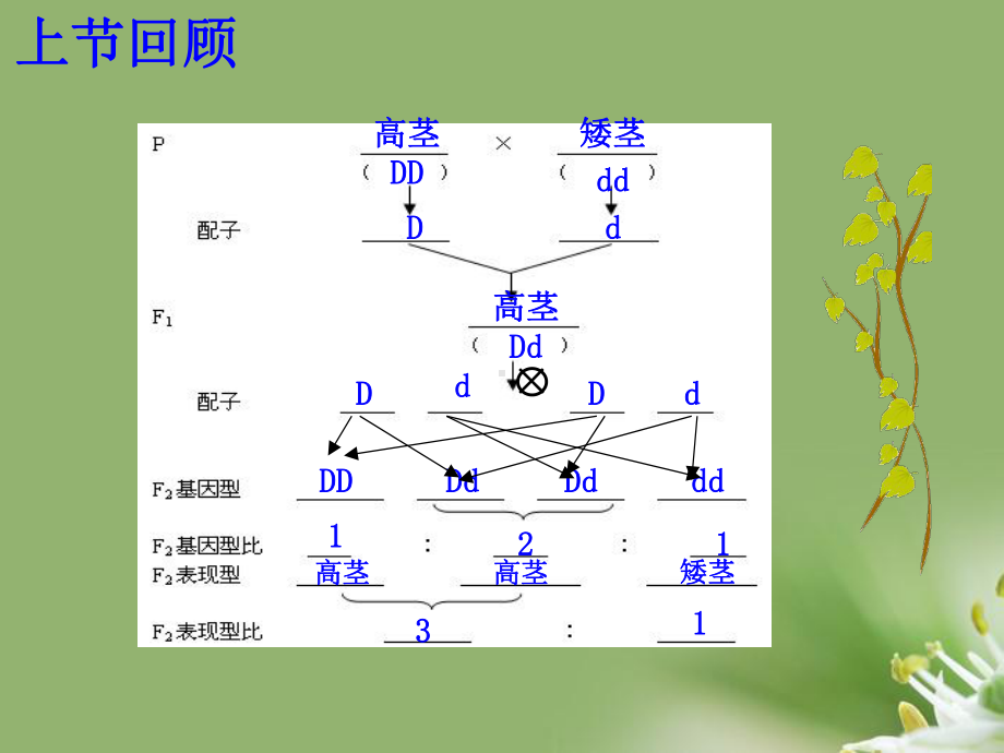 孟德尔豌豆杂交实验(二)精选教学课件.ppt_第2页