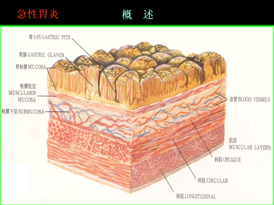 名校内科学8共62张课件.ppt_第3页